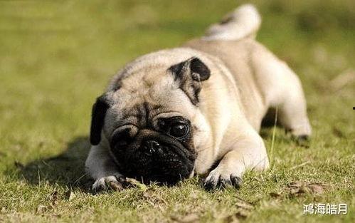 巴哥爆料新伙伴视频,视频揭秘精彩瞬间