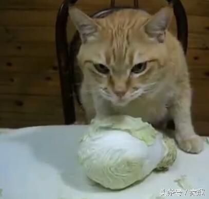 爱吃的小猫被爆料视频,揭秘爱吃小猫的爆笑美食视频