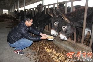 驴系青年娱乐吃瓜酱